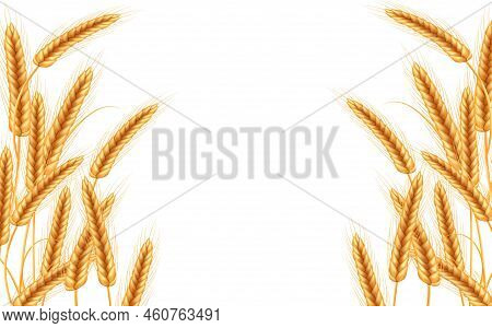 Realistic Illustration Of Seed Plants, Organic Farming Farming.ripe Spikelets Of Wheat With Grains, 