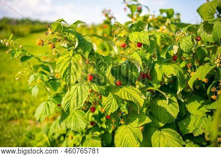 Branches Of Ripe Red Juicy Raspberry In Raspberry Self-picking Plantation In Czech Republic