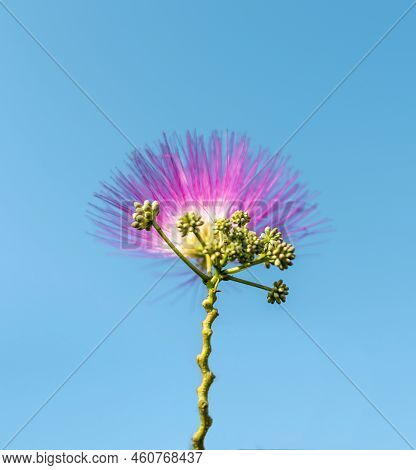 Pink Lilac Albizia Julibrissin Flower And Seeds Unfold Against Blue Sky Plant Texture Abstract Backg