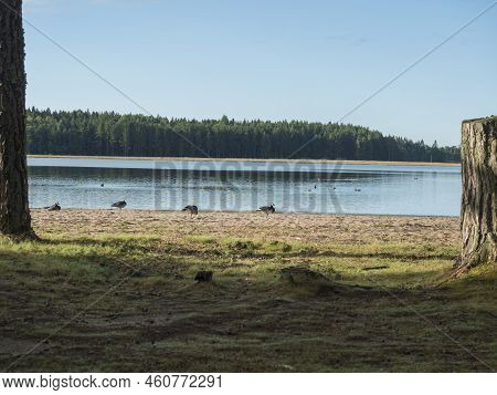 Sand Beach At Strandstuvikens Camping Near Nykoping, Sweden With Barnacle Goose Birds. Shore Of Balt