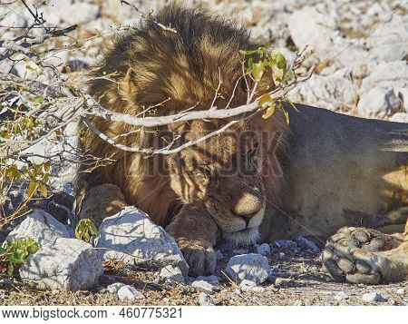 Big Male Maned Lion Relaxing In The Shade Of A Mopane Tree On The Rocky Ground In Etosha National Pa
