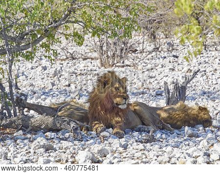 Big Male Maned Lion Relaxing In The Shade Of A Mopane Tree On The Rocky Ground In Etosha National Pa