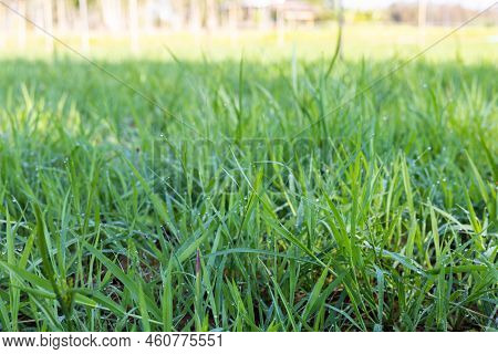 Ruzi Grass For Feeding Animal, Brachiaria Ruziziensis
