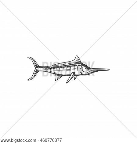 Marlin Fish, Ocean Fishing And Sea Food Vector Icon. Ocean Marlin Or Billfish, Marine Cuisine Cookin