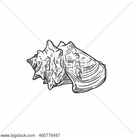 Sketch Sea Shell, Crown Or Knobbed Whelk Conch, Vector Engraved Seashell Mollusk, Marine Clam Or She
