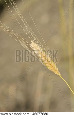 Einkorn Wheat In The Field In Summer