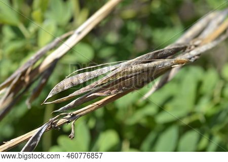 False Lupine Brown Seed Pods In The Summer