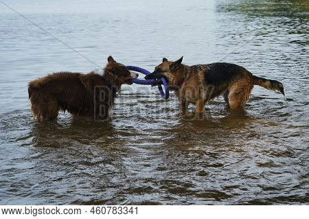 Two Dogs Having Fun Playing Tug Of War Puller In Water And Spray Flying In Different Directions. Ger