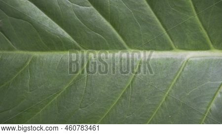Background Image And Natural Pattern Of The Plant Xanthosoma Taioba Also Known As Elephant Plant