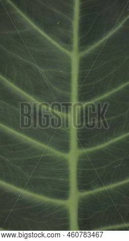 Background Image And Natural Pattern Of The Plant Xanthosoma Taioba Also Known As Elephant Plant