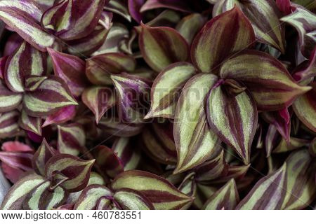 Tradescantia Motley Multicolor. Home Flower With Purple Leaves. Grade Leonora Blossfeldiana Zebrina.