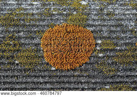 Lichen On The Roof Of A Country House. Background In The Form Of Lichen On The Slate Tiles Of The Ro