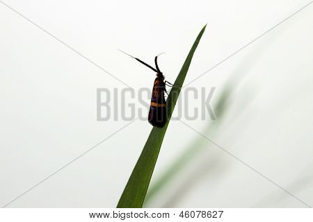 Longhorn Moth