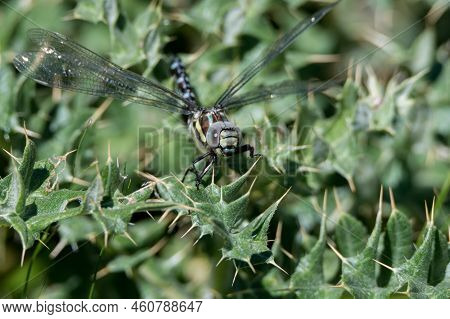 Close-up Of Common Hawker Dragonfly Or Aeshna Juncea