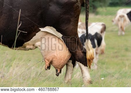 Black And White Cow With Large Full Udder, Standing On Green Grass In A Meadow.cow With A Very Large
