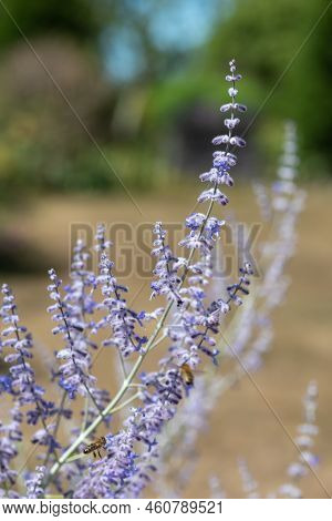 Russian Sage (salvia Yangii) Flowers