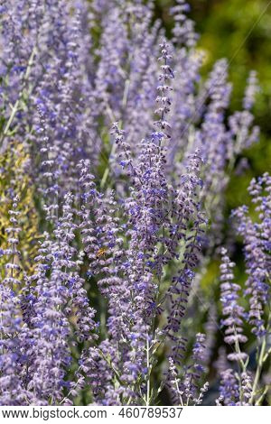 Russian Sage (salvia Yangii) Flowers