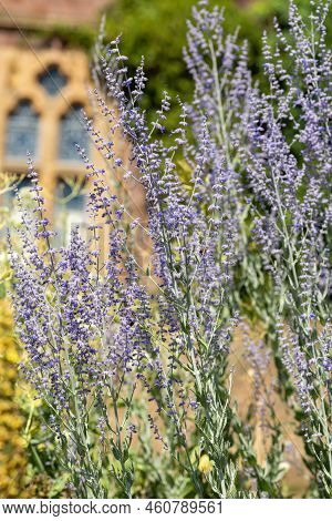 Russian Sage (salvia Yangii) Flowers