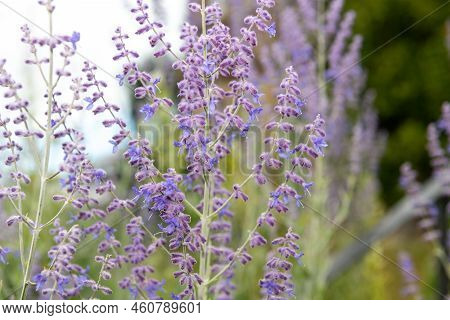 Russian Sage (salvia Yangii) Flowers