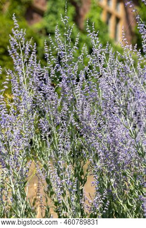 Russian Sage (salvia Yangii) Flowers