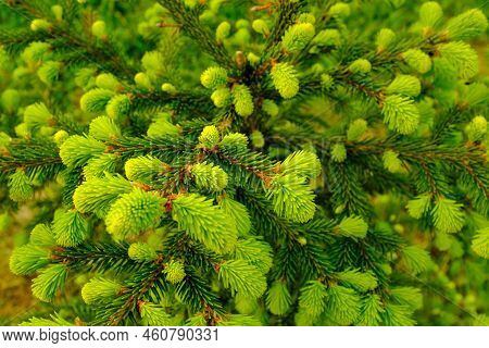 Background Of Young Green Fir-tree Branches With Small Needles. Growing New Evergreen Fir Tree. Pine