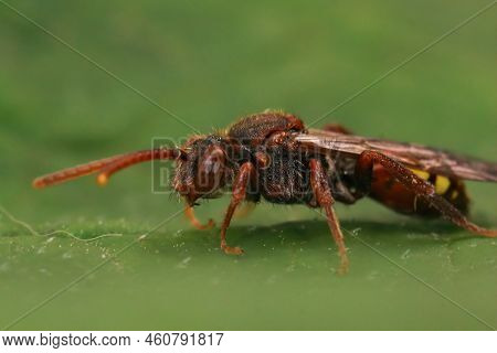 Closeup On A Colorful Red Female Flavous Nomad Cleptoparasite Bee Nomada Flava Sitting On A Green Le