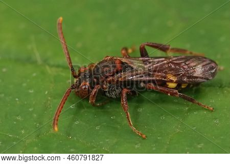 Closeup On A Colorful Red Female Flavous Nomad Cleptoparasite Bee Nomada Flava Sitting On A Green Le
