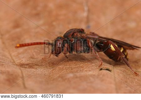 Closeup On A Colorful Red Female Flavous Nomad Cleptoparasite Bee Nomada Flava Sitting On A Dried Le