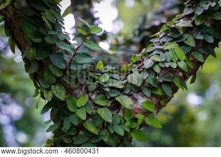 Creeping Figs Are Small Leafy Plants That Cover The Walls Of The House And Decorate The Walls Of The