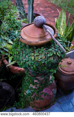 Creeping Figs Are Small Leafy Plants That Cover The Walls Of The House And Decorate The Walls Of The