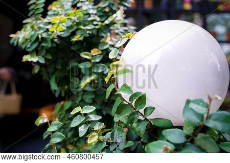 Creeping Figs Are Small Leafy Plants That Cover The Walls Of The House And Decorate The Walls Of The