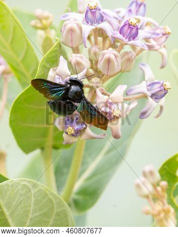 A Tropical Carpenter Bee Drinking Nectar From The Milky Weed Flowers Close-up Shot.