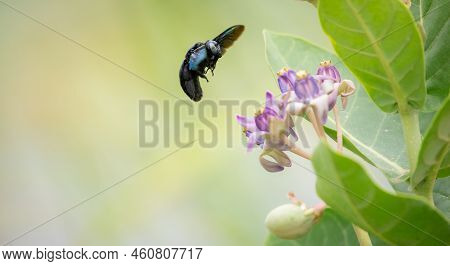 A Tropical Carpenter Bee (xylocopa Latipes) Attracts To The Fragrance Of The Crown Flowers.