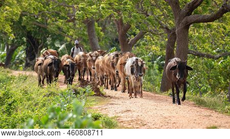 Cattleman And The Livestock Walking On The Gravel Road. A Large Herd Of Cows Guided To The Farm, Rur
