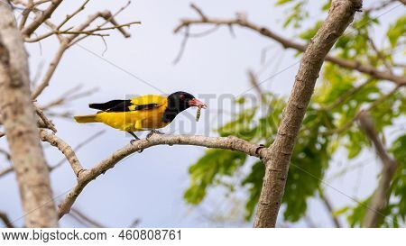 Colorful Black-hooded Oriole Bird Perch On A Branch And Feeds On A Worm.