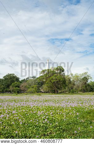 Spring Flowering Field, Wild Blooms, And The Distant Ruwanweli Maha Seya In Anuradhapura.