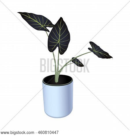 Plant In A Pot - Alocasia Regal Shields Indoor Tropical Plant, Elephant's Ear, Shamrock