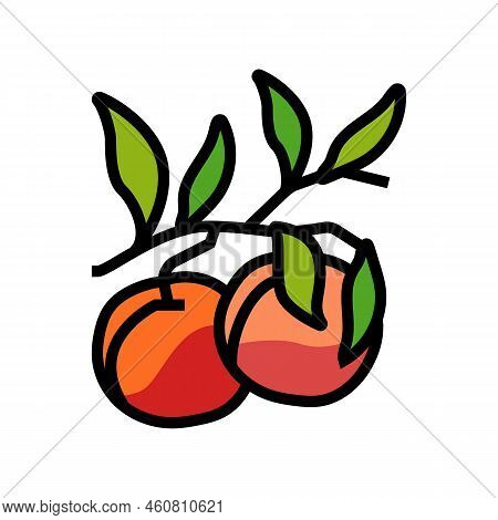 Plant Branch Nectarine Color Icon Vector. Plant Branch Nectarine Sign. Isolated Symbol Illustration