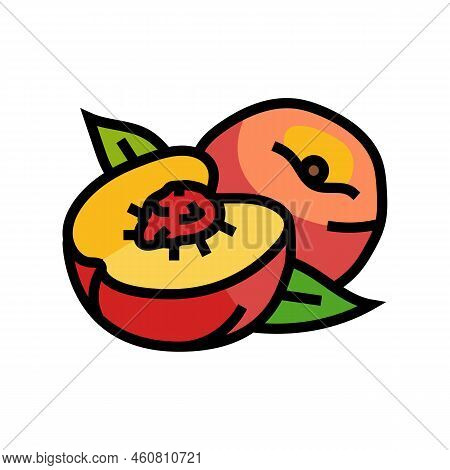 Cut Nectarine Color Icon Vector. Cut Nectarine Sign. Isolated Symbol Illustration