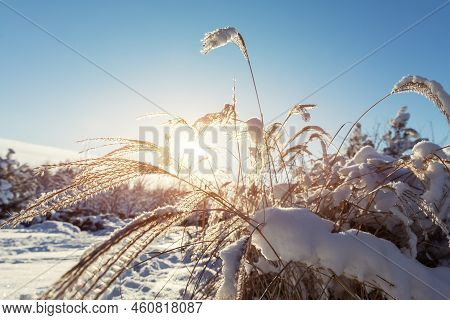Scenic Close-up View Japanese Miscanthus Sinensis Dry Frozen Leaves In Home Backyard Ornamental Gard