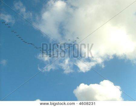 Oiseaux
