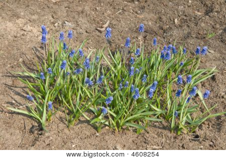 Uva giacinti