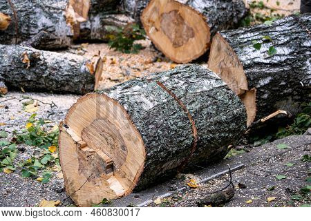 Preparation Of Birch Firewood. The Sawn Tree Is Sawn Into Chocks
