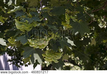 Branches With Leaves And The Winged Fruit Of A Sycamore Or Acer Pseudoplatanus, A Member Of The Mapl