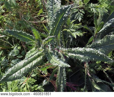 Southern Plant With Large Spines On Leaves Helminthotheca Echioides.thorns On Leaves.