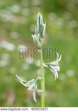 Photos Of Various Wild Plants And Wild Flowers