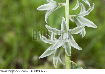 photos of various wild plants and wild flowers