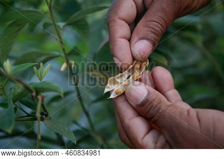 Plant Seedling In Bed