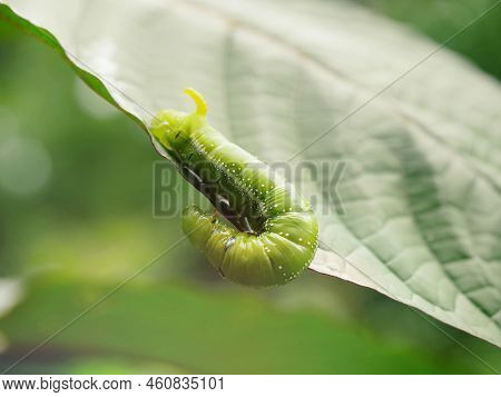 Big Green Caterpillars. On The Leaves, The Pests Eat And Damage.