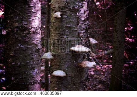 Yellow Birch Tree In Wild Forest In Wilmington New York With Peeling Bark Has Many Birch Polypore Mu
